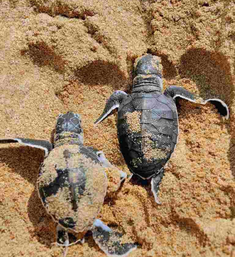 controversy-Turtle-Meat-in-the-Cayman-Islands (1)